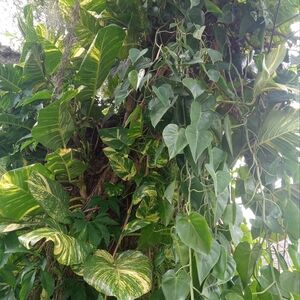 2 Giant Hawaiian Golden Pothos Or Heart-Shaped Philodendron (25-30 Inch) Node Cu